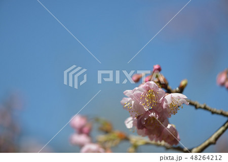 雪割桜の開花 雪割桜の開花 48264212