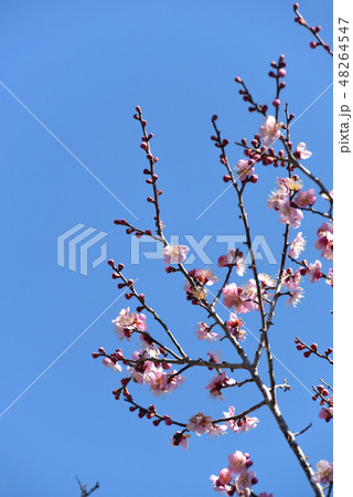 梅の花 48264547