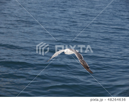 ウミネコ 石巻湾 013 48264636