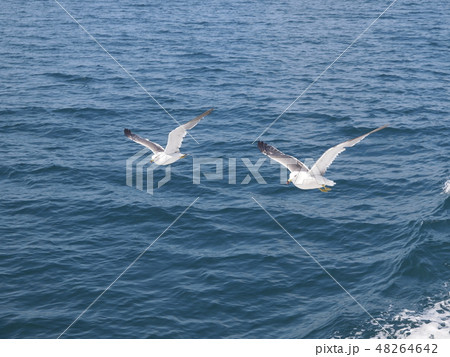 ウミネコ 石巻湾 008 48264642