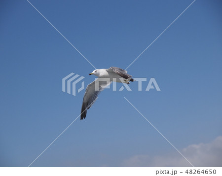 ウミネコ 石巻湾 003の写真素材