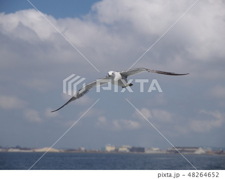 ウミネコ 石巻湾 001の写真素材