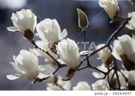 ハクモクレン 48264697