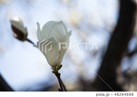 ハクモクレン 48264698