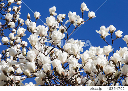 ハクモクレン 48264702