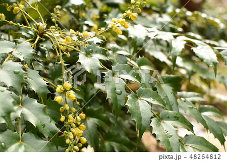 ヒイラギナンテン ヒイラギナンテン 48264812