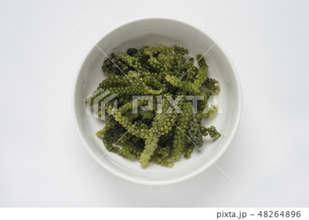 海ぶどう 48264896