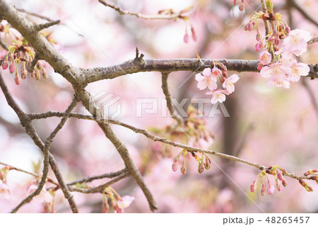河津桜 48265457