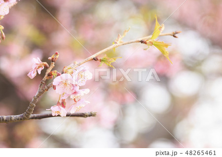 河津桜 48265461
