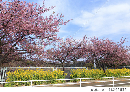 河津桜 48265655