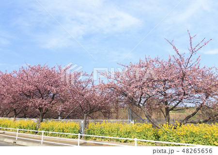 河津桜 河津桜 48265656