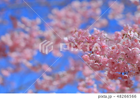 桜 さくら サクラ 48266566