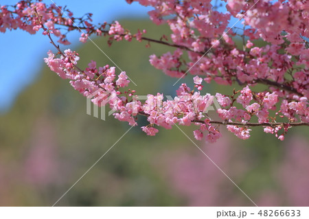 桜 さくら サクラ 48266633