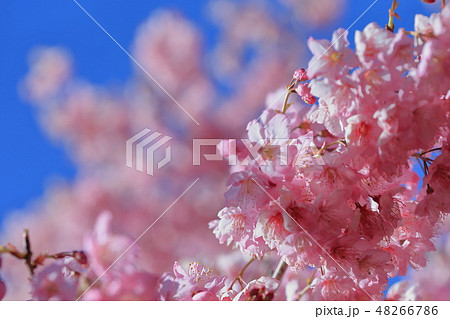 桜 さくら サクラ 48266786