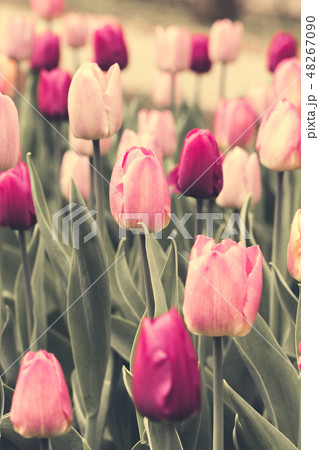Spring, a public city park with footpaths - image Spring, a public city park with footpaths - image 48267090