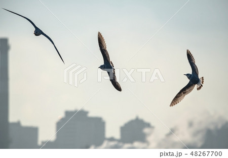 Sea gull morning fly city scape cold 48267700