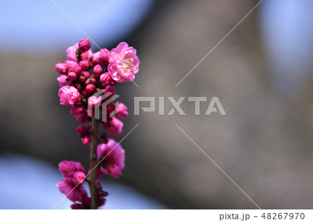 京都御苑　黒木の梅 48267970