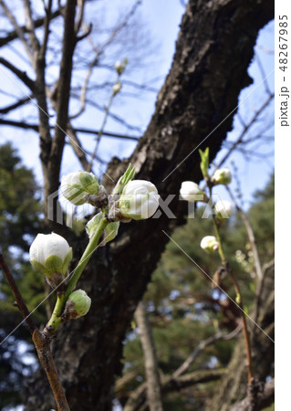 京都御苑 桃園(桃の花) 京都御苑 桃園(桃の花) 48267985