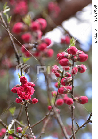 京都御苑　桃園（桃の花） 48268009