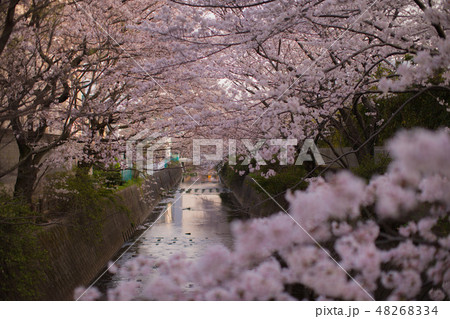 桜 桜 48268334