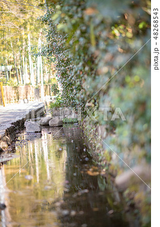 国分寺市 お鷹の道 真姿の池湧水群 48268543