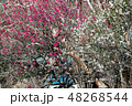 国分寺市 武蔵国分寺 梅 48268544