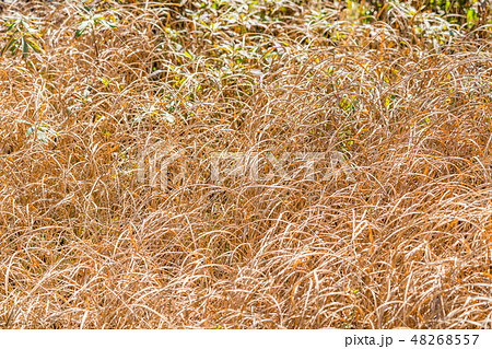 草むらの写真素材