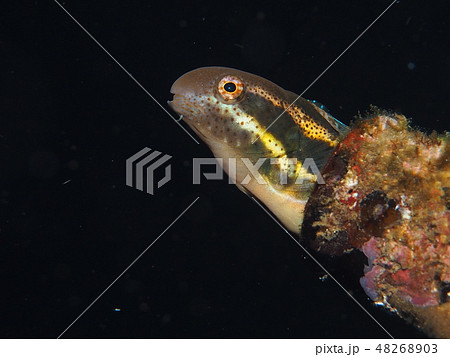 ニジギンポの家 ニジギンポの家 48268903