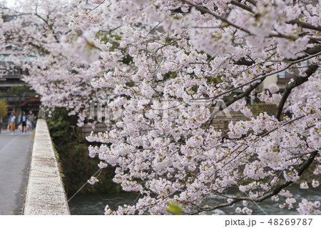 桜 桜 48269787