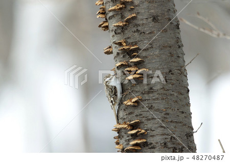 キバシリ 48270487