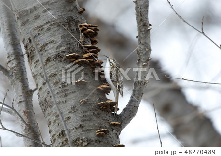 キバシリ 48270489