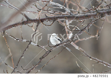 シマエナガ シマエナガ 48270501