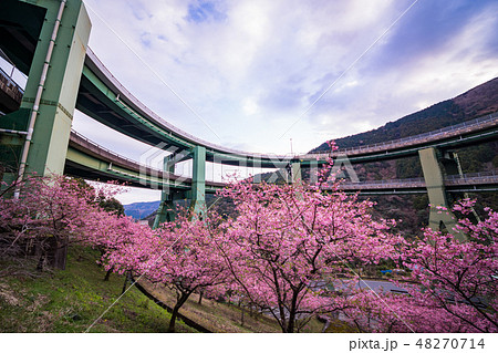 （静岡県）河津桜咲く、河津七滝ループ橋　 48270714