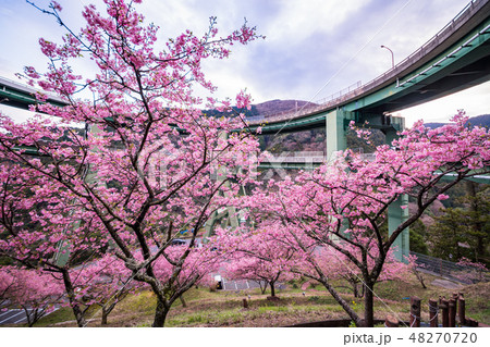 （静岡県）河津桜咲く、河津七滝ループ橋　 48270720
