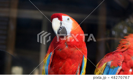 カラフルなインコ 48270767