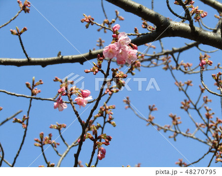 咲き始めた稲毛海岸駅前カワヅザクラ 48270795