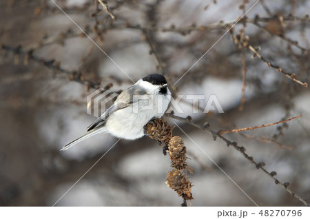 ハシブトガラ 48270796