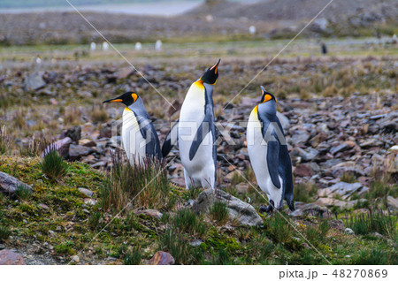 Three King Penguins at Fortuna Bay Three King Penguins at Fortuna Bay 48270869