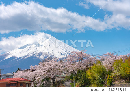 満開の桜　富士山　冠雪　晴れた春の朝　澄んだ青い空を背景　新倉山浅間公園　山梨県　富士吉田市　日本 48271311