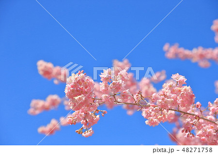 桜 さくら サクラ 48271758