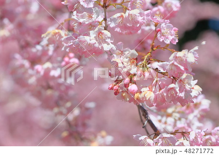 桜 さくら サクラ 48271772