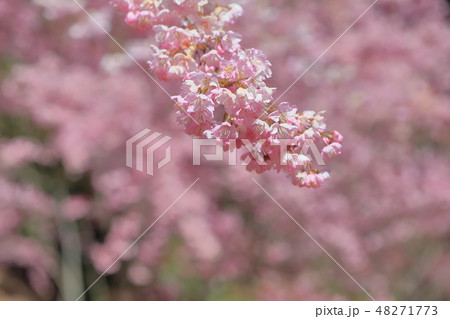 桜 さくら サクラ 48271773