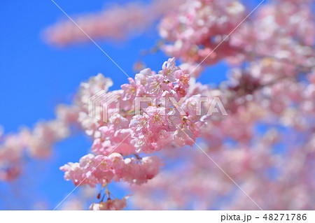 桜 さくら サクラ 48271786