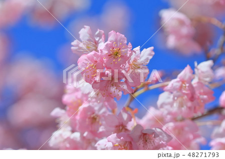 桜 さくら サクラ 48271793