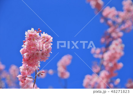 桜 さくら サクラ 48271823