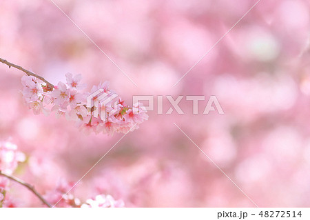 桜 さくら サクラ 48272514