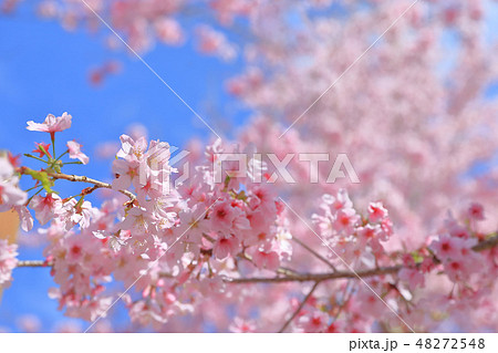 桜 さくら サクラ 48272548