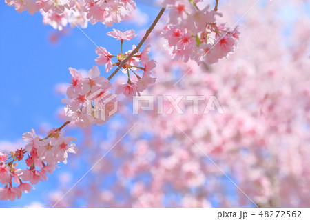桜 さくら サクラ 48272562