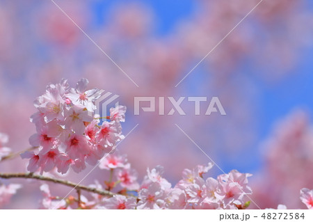 桜 さくら サクラ 48272584