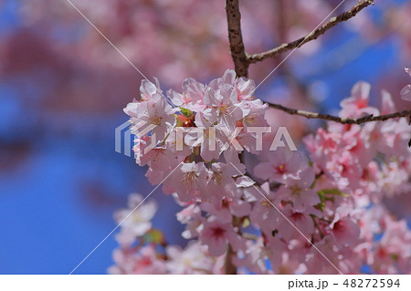 桜 さくら サクラ 48272594